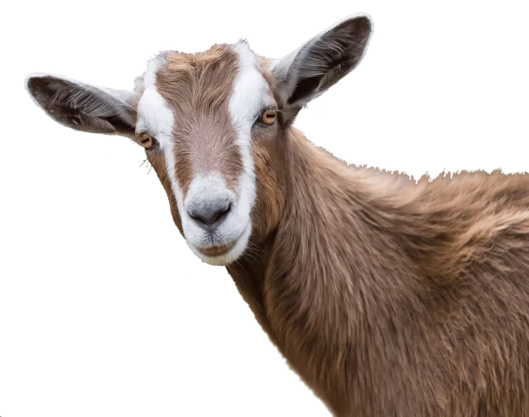 kambing aqiqah