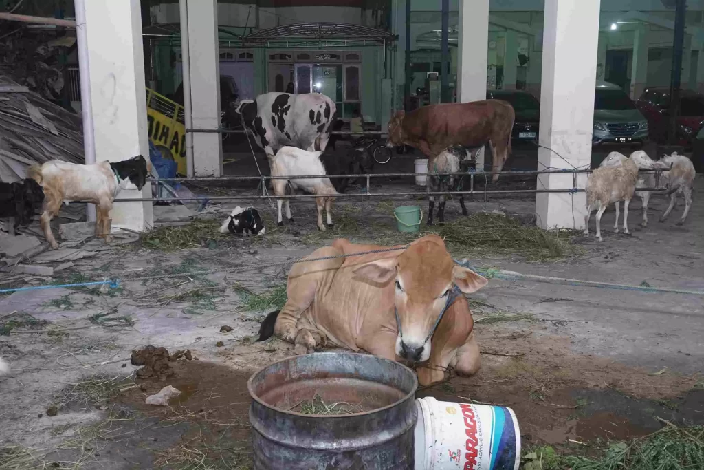Qurban Yayasan Al-Jihad