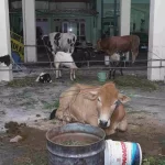 Qurban Yayasan Al-Jihad