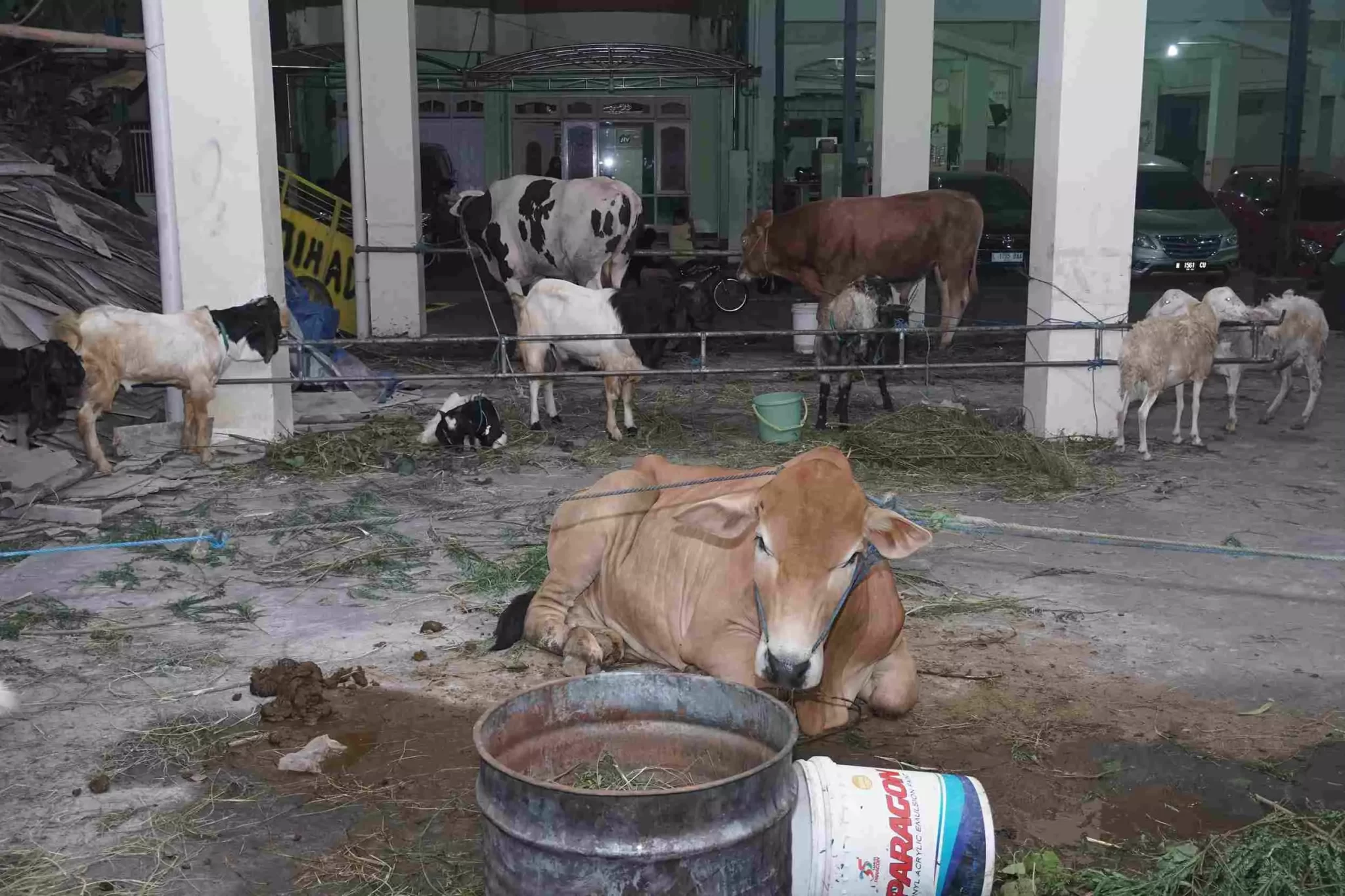 Qurban Yayasan Al-Jihad