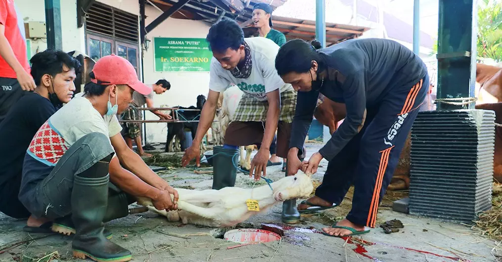 Qurban Yayasan Al-Jihad